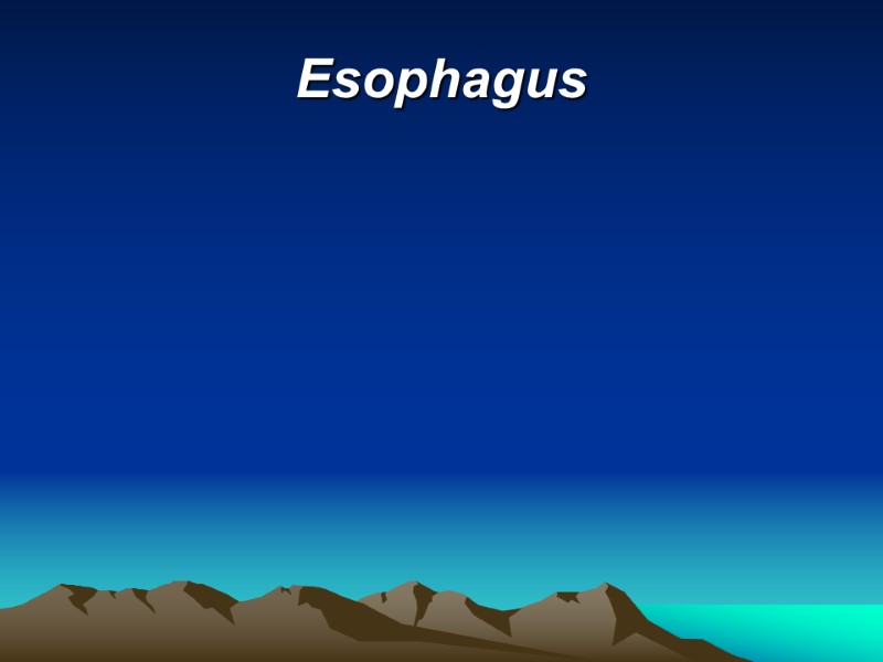 Esophagus